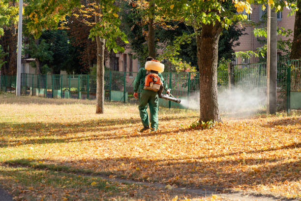Best Mosquito Control Services  in Everett, MA