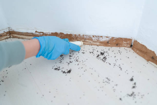 Best Commercial Pest Control Services  in Everett, MA